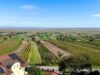 Panoramawohnen am Neusiedler See – Ihr Zuhause zwischen Reben und See - Ausblick über die Weinreben hinweg auf den Neusiedler See